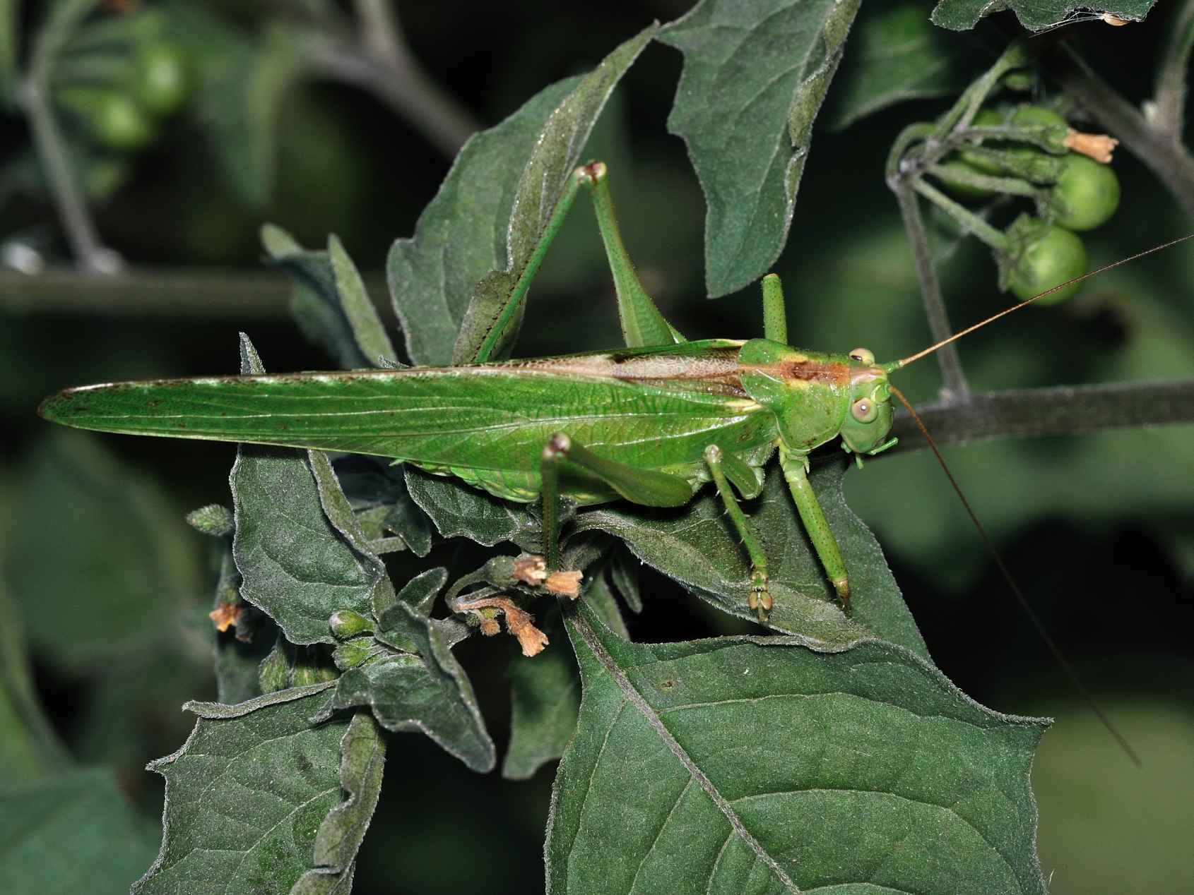 Orthoptera da identificare